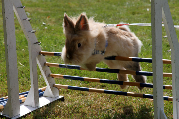 Salto del coniglio
 - Foto, immagini