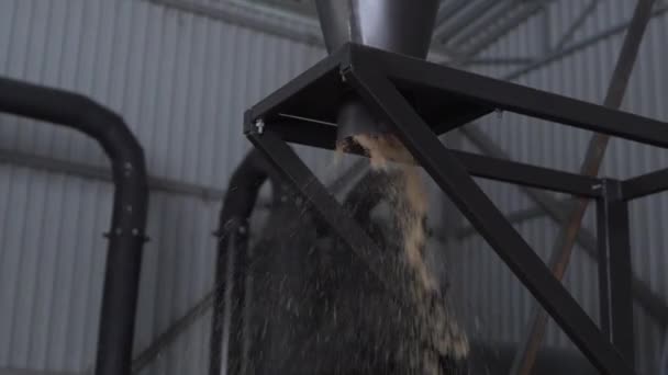 Wood chip processing machine pours chopped wood shavings - Footage, Video