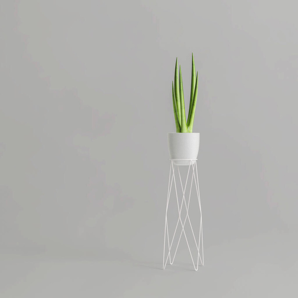 3D-Illustration der Zimmerpflanze in modernen Topfpflanzen isoliert auf weißem Hintergrund - Foto, Bild