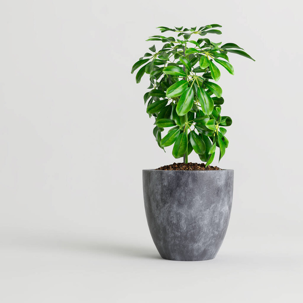 3D ilustrace pokojové rostliny v moderní hrnce izolované na bílém pozadí - Fotografie, Obrázek