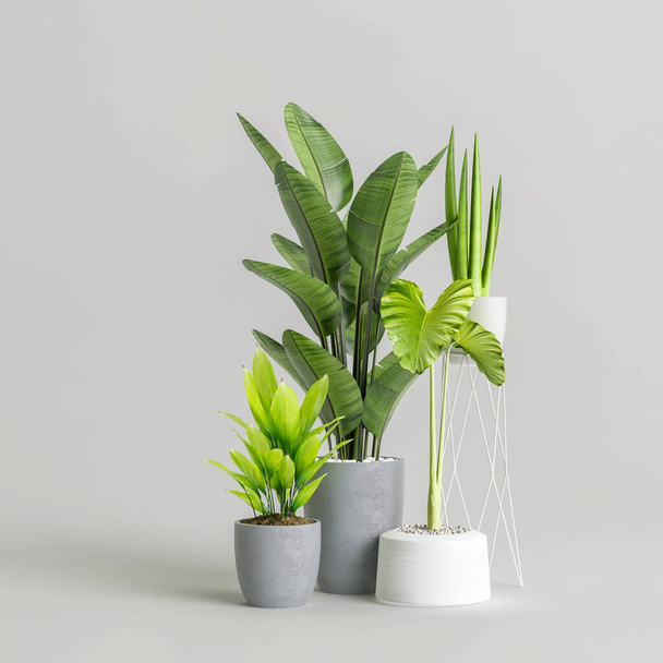 3d illustration of houseplant collection isolated on white background - Zdjęcie, obraz