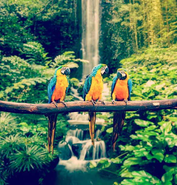 modro-žlutý macaw - Fotografie, Obrázek