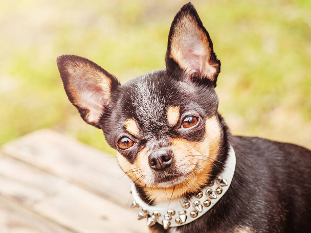 Chihuahua sobre un fondo de hierba. Perro chihuahua tricolor con cuello blanco en un cálido día soleado. - Foto, imagen