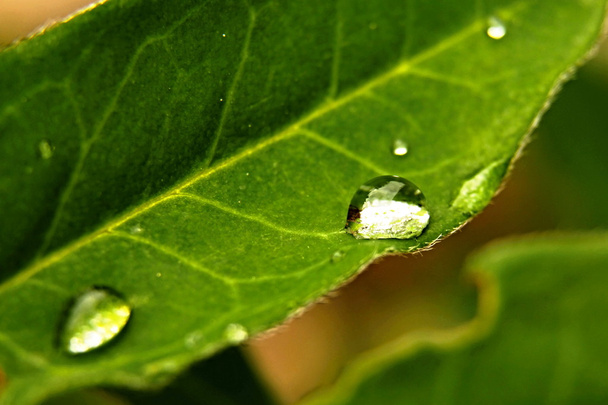 Drops of water to the leaf - Foto, Imagem