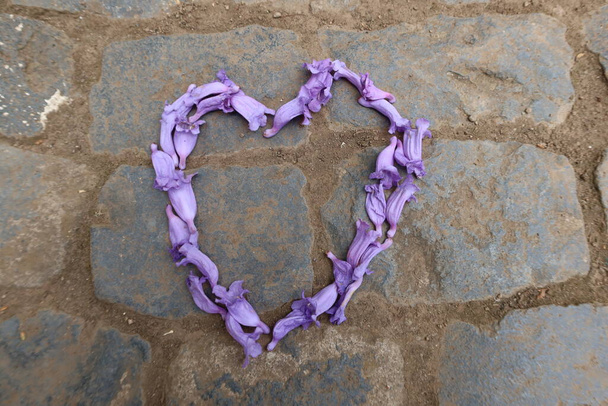 Icod de los Vinos, Santa Cruz de Tenerife, Espagne, 2 juin 2022 : Fleurs violettes en forme de cœur. Concept amour - Photo, image