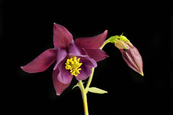 Aquilegia flower and bud isolated against black - Foto, afbeelding