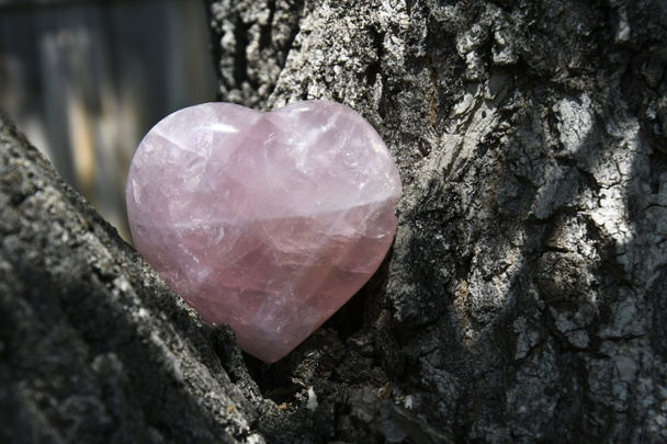 Изображение хрустального сердца из розового кварца, лежащего между двумя ветвями дерева.  - Фото, изображение