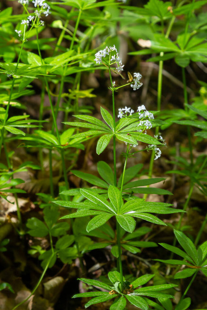 Galium odoratum, sweetscented bedstraw, is a flowering perennial plant in the family Rubiaceae. - Photo, Image