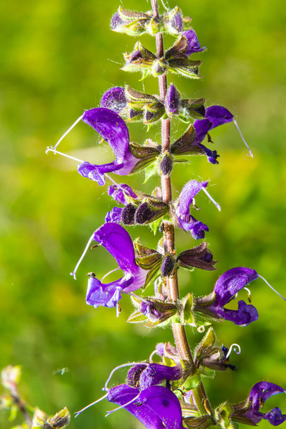 Salvia pratensis, the meadow clary or meadow sage, is a species of flowering plant in the family Lamiaceae, native to Europe, western Asia and northern Africa - Photo, Image