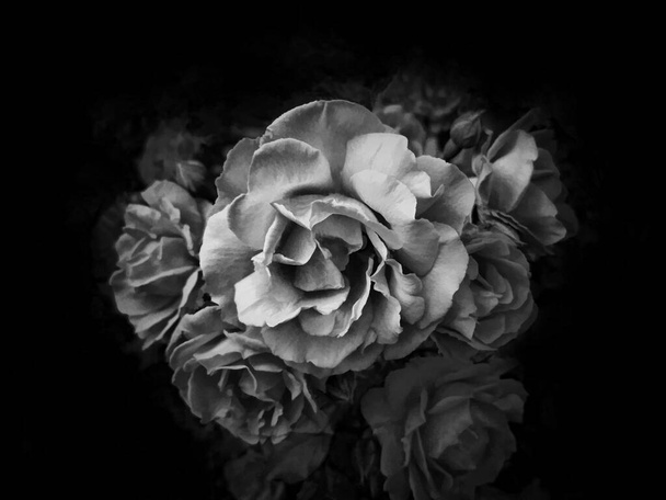 Ilustración en blanco y negro. Ramo de rosas sobre fondo negro. Horizontal - Foto, imagen