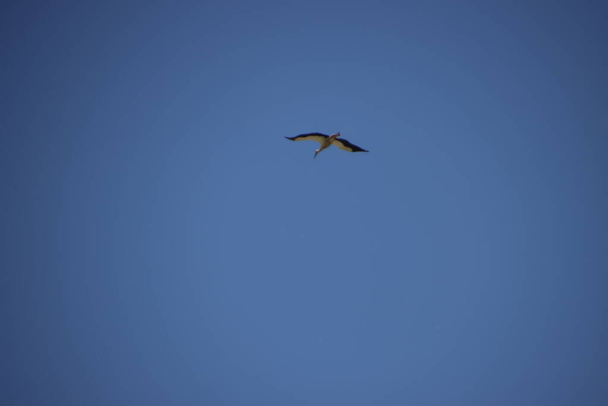 Cegonha voando no ar - Foto, Imagem