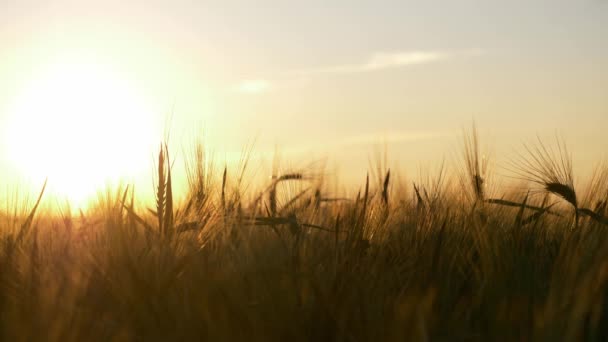 пшеничне українське поле під час заходу сонця. Концепція продовольчої кризи і голоду через російську війну проти України - Кадри, відео