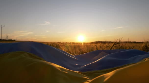 Ukrán zászló a búzamezőn naplementekor. Fogalom az élelmiszerválság és az éhínség miatt Oroszország háború Ukrajna ellen - Felvétel, videó