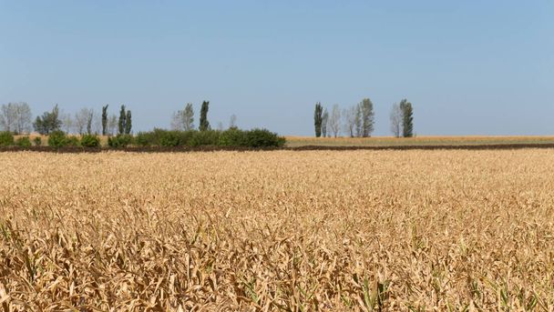Weite Felder mit reifem Mais. Cornfield im Spätherbst. Brauner Trockenfuttermais überall. - Foto, Bild