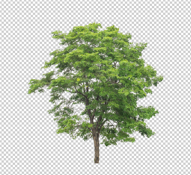 Drzewo na przezroczystym tle obrazu ze ścieżką wycinania, pojedyncze drzewo ze ścieżką wycinania i kanał alfa  - Zdjęcie, obraz