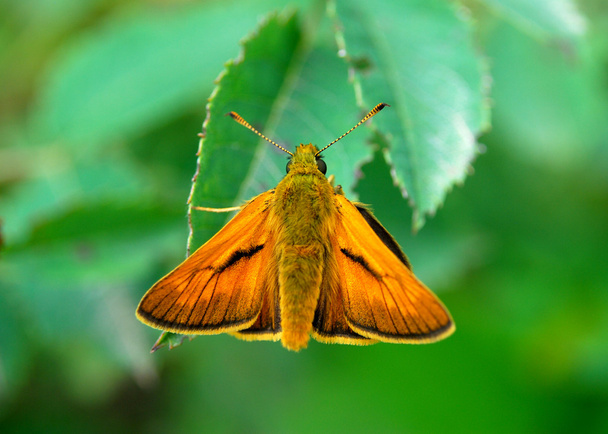 Small Skipper Butterfly (Thymelicus sylvestris) - Photo, Image