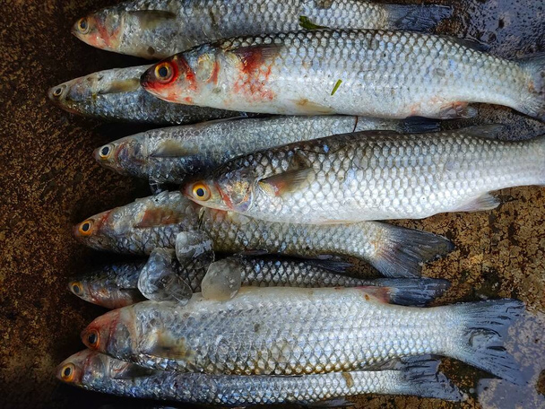 Pile of Mugil cephalus grey mullet fish arranged in line for sale in Indian fish market - Photo, Image