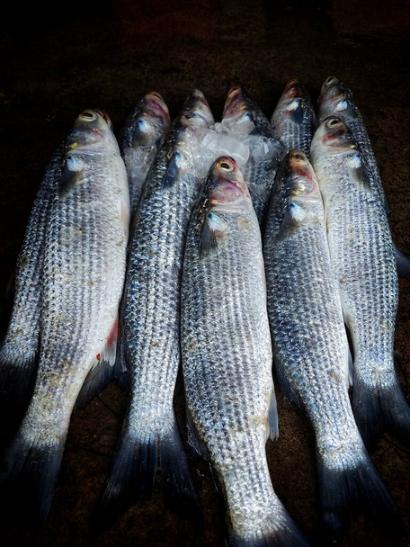 Pile of Mugil cephalus grey mullet fish arranged in line for sale in Indian fish market - Photo, Image