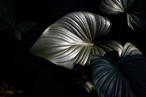 暗い背景に光と影のある美しい濃い緑の葉、 Homalomenaのクローズアップ. - 写真・画像