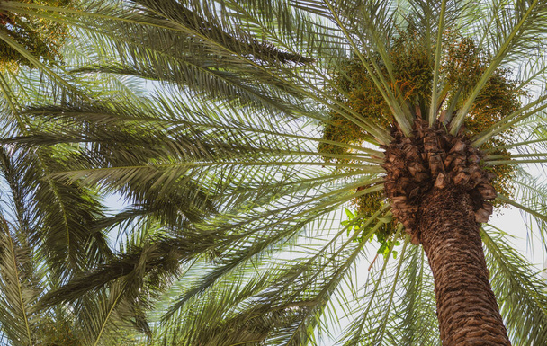 Palms background. Tropical palm leaf background, coconut palm trees. Summer tropical island, vacation pattern - Fotó, kép