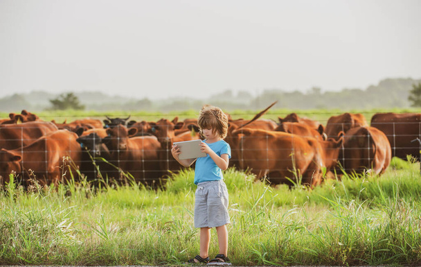 Child farmer with tablet modern cow farm. Summer kid at countryside. Children enjoy in countryside. Boy helper work - Foto, Imagen