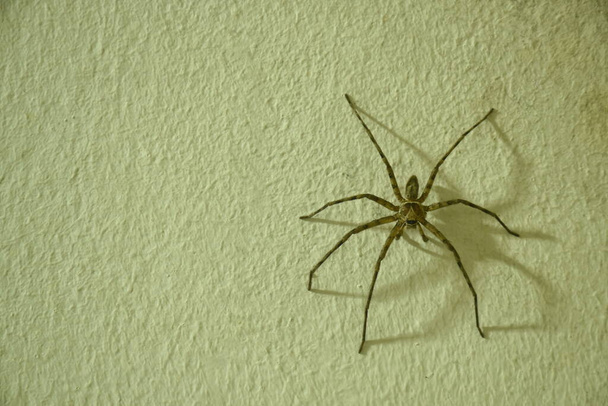  τεράστια κοινή αράχνη κυνηγός σέρνεται στο σπίτι τοίχο τη νύχτα - Φωτογραφία, εικόνα