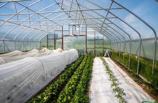 Reihen von grünem Spinat und Tomaten mit Stoffreifen bedeckt Grünkohl in sonnigem Gewächshaus auf einem Bio-Gemüsebauernhof ohne Menschen, natürliches Licht und Kopierraum. - Foto, Bild