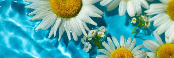 Composición de hermosas flores de manzanilla blanca en la superficie del agua. Primer plano. Fondo perfecto para productos impresos y banners en el sitio
 - Foto, imagen