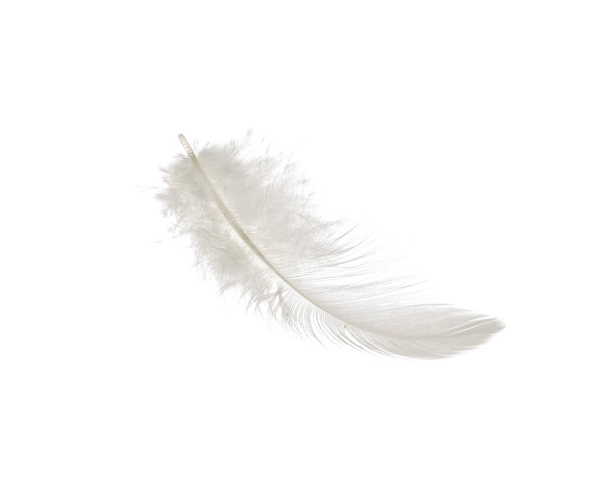 Beautiful feather on white background - Fotó, kép