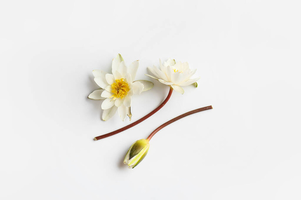 Beautiful lotus flowers on white background - 写真・画像