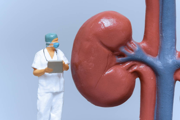 Miniature People Doctor analyzing of patient kidney health ,science and medical concepts - Foto, Imagen