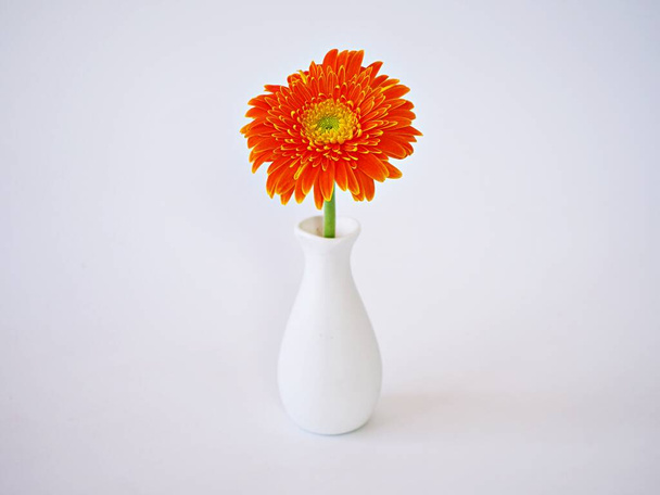 Beautiful Gerbera jamesonii daisy flower in vase on table ,Barberton Transvaal daisy copy space for text or lettering flower in ceramic on wooden table window light background or wallpaper celebrating - Valokuva, kuva