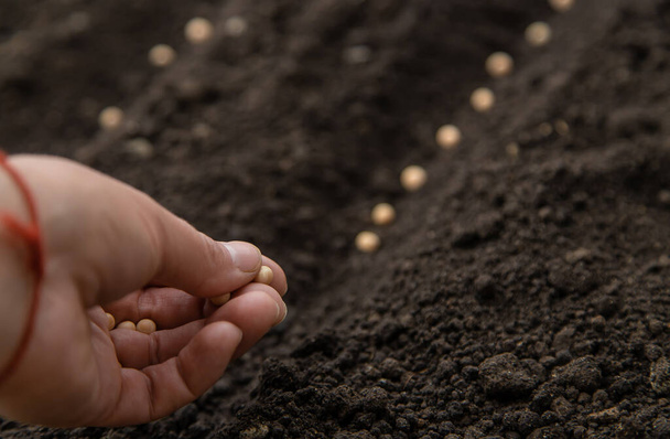 Sow the seeds in the garden into the soil. Selective focus. People. - Photo, Image
