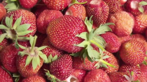 Strawberry background. Food background. freshly picked strawberries. - Footage, Video