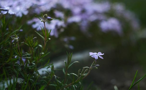 Phlox subular. Hermosa planta rosa con floración densa. Flores de alfombra. Phlox se abrió y bokeh. - Foto, Imagen