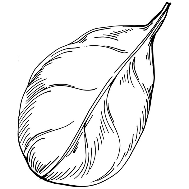 Spinazie vector geïsoleerde plant met bladeren. Herbal gegraveerde stijl illustratie. Gedetailleerde schets van het biologische product.Het beste voor ontwerp logo, menu, label, icoon, stempel. - Vector, afbeelding