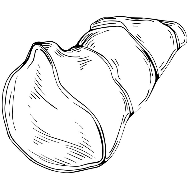 vector illustration of a sketch of onion - Wektor, obraz