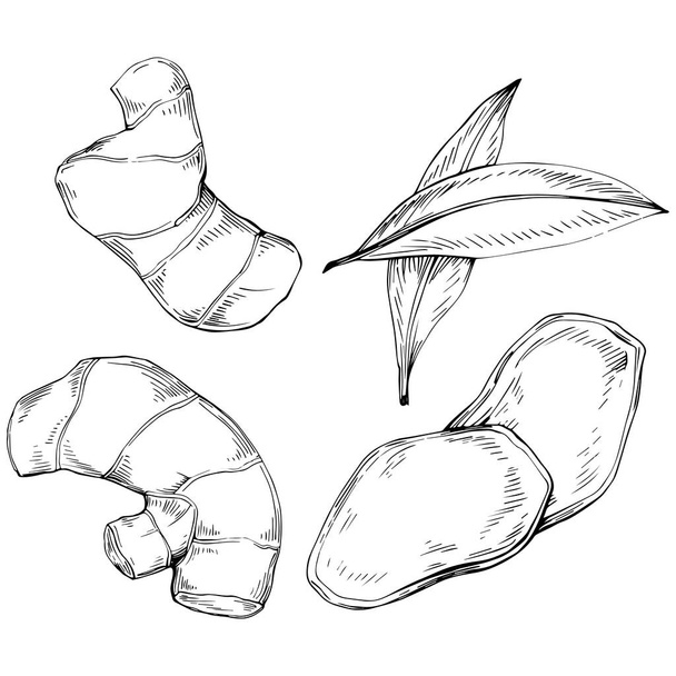 set of hand drawn sketch of fresh fruits. vector illustration - Vector, Image