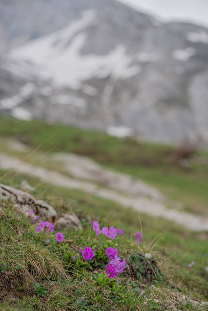 Квіти після відлиги в горах
 - Фото, зображення