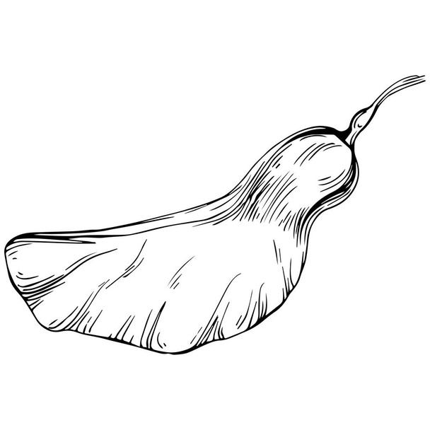 vector sketch of a potato. - Vector, afbeelding