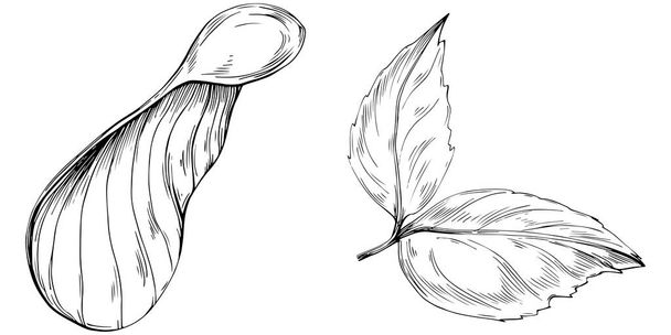 preto e branco gravada vetor desenhado à mão tinta-árvore com folhas e sementes. isolado num carvalho - Vetor, Imagem