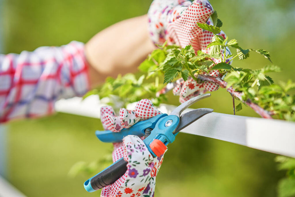 Woman take care of plants in the garden. High quality photo - 写真・画像