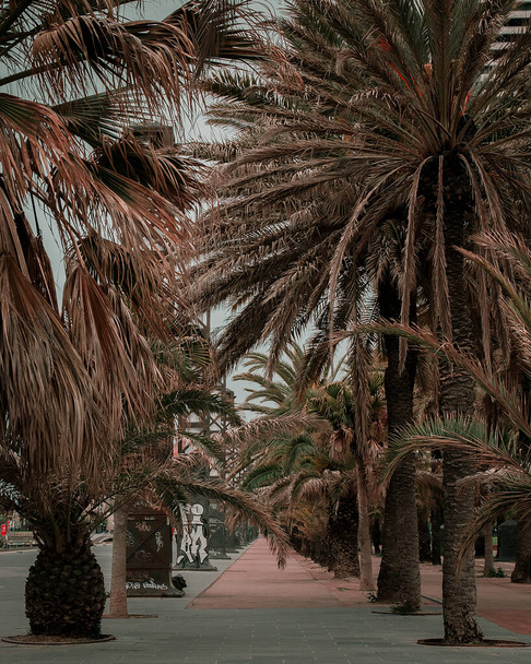 Spacer po mieście wśród palm w Barcelonie - Zdjęcie, obraz