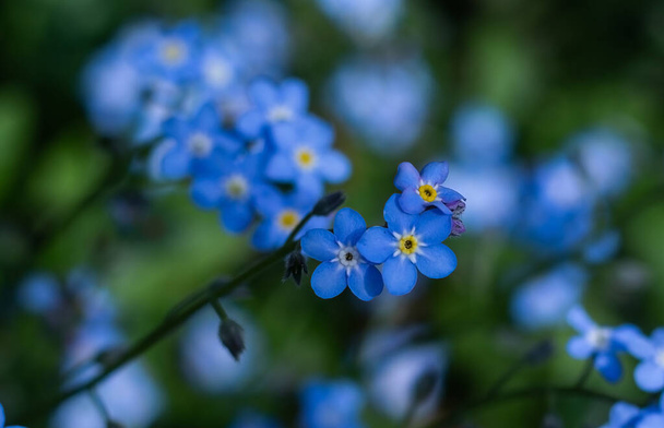 Forget-me-not flowers in the garden - Valokuva, kuva