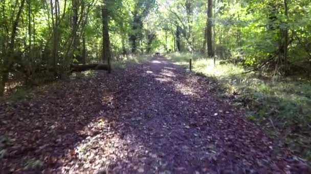 Woodland baharı - Savernake Ormanı - İngiltere 'nin en büyük ormanı - Wiltshire, İngiltere - Video, Çekim