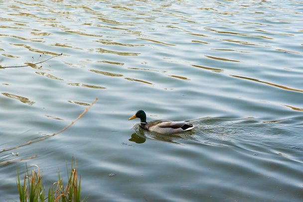 Regensburg, Germany: male Mallard duck in the water near Danube river - Foto, immagini