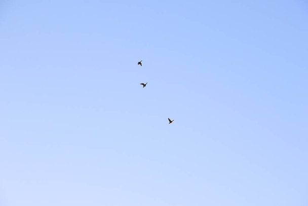 group of cormorants flying in formation in the blue sky - Fotoğraf, Görsel