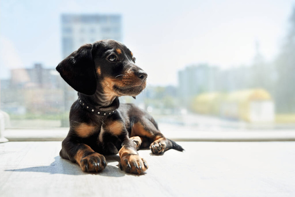 Front view of small, funny dachshund lying, looking aside, thoughtful, wearing black collar indoors. Cute taksa with brown pawsplaying, relaxing. Concept of domestic animals. - Фото, зображення