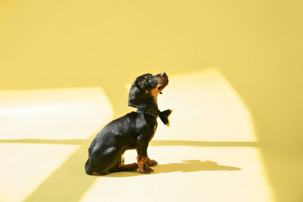 Vista lateral de lindo cachorro negro dachshund jugando, de pie, mirando hacia arriba, saltando, interesado. Pequeño taksa con patas marrones relajante. Aislado sobre fondo de estudio amarillo. - Foto, imagen
