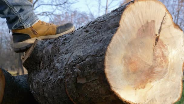 Sawing a tree trunk with a chainsaw - Footage, Video